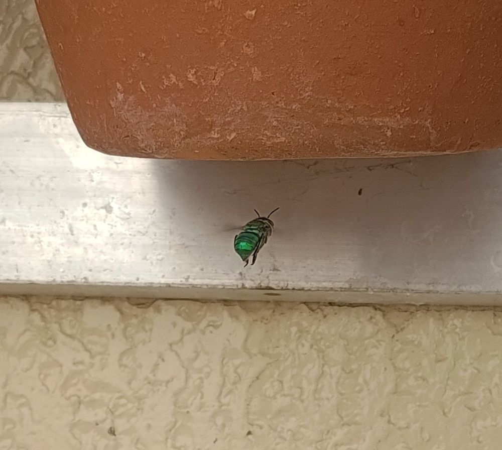 A shiny green Brazilian bee buzzing near the bottom of a suspended plant pot.
