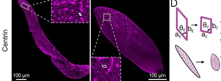 Immunofluorscence images and accompanying cartoons of elongated and contracted Spirostomum, which show a fishnet-mesh shape that tiles the cortex. Each parallelogram in the mesh changes aspect ratio when the organism contracts.