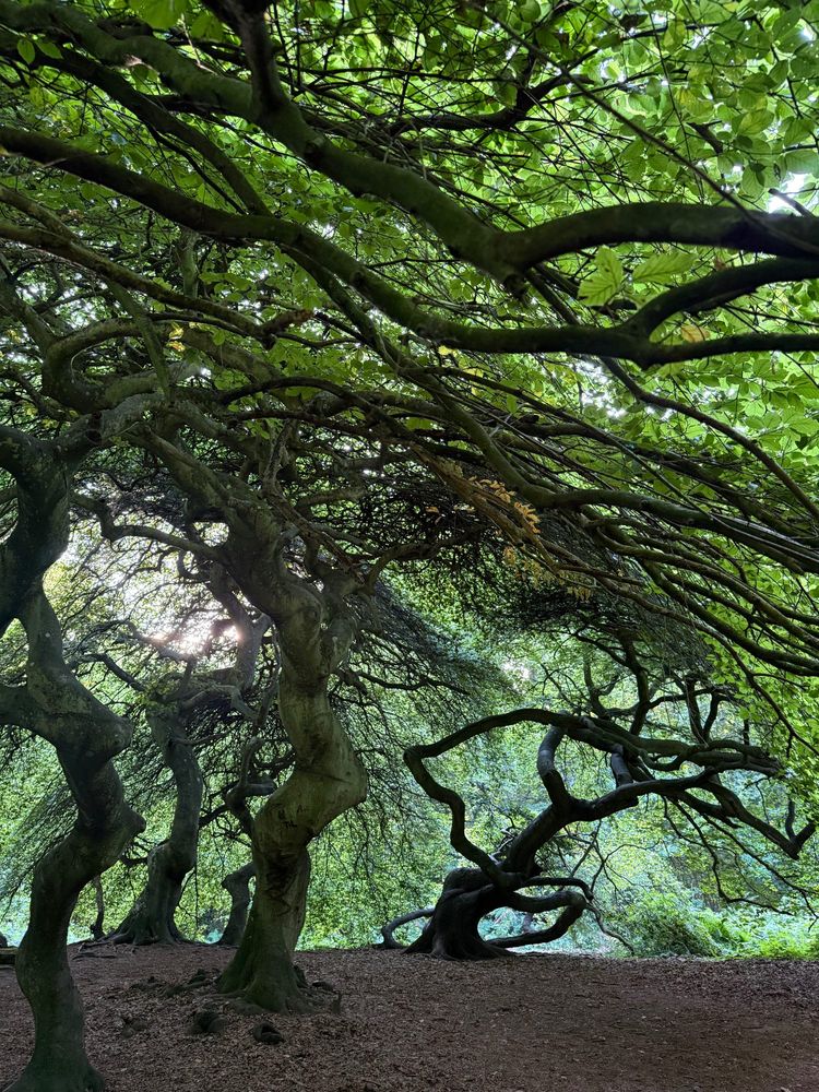 dwarf beeches, island of Rügen, Semper Forest