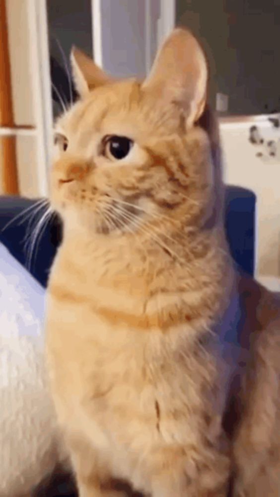 an orange cat is sitting on a blue couch and looking at the camera .