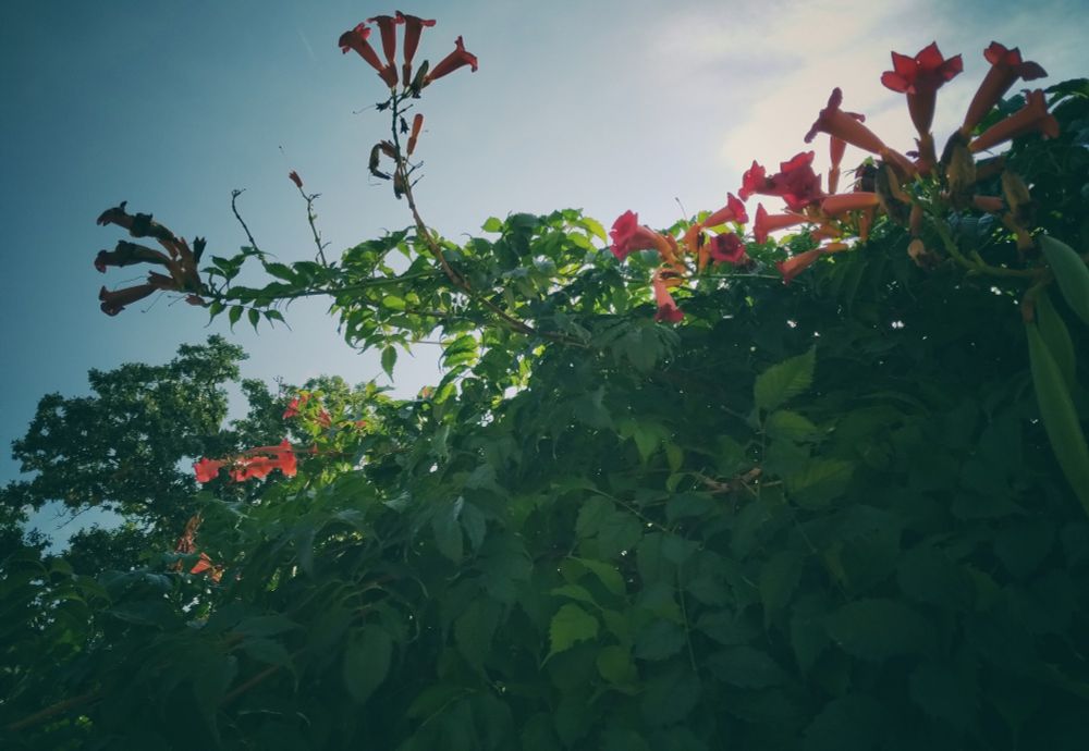 the image shows a trumpet vine with orange blossoms in the sunlight.