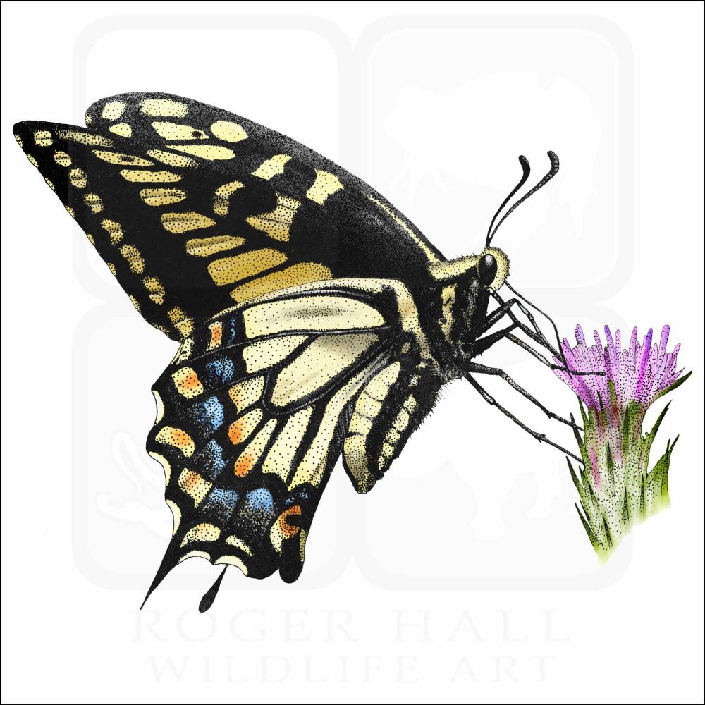 picture of an Anise Swallowtail butterfly resting on a purple thistle flower. The butterfly has a yellow and black primary coloring with a blue ridge on the back wings.