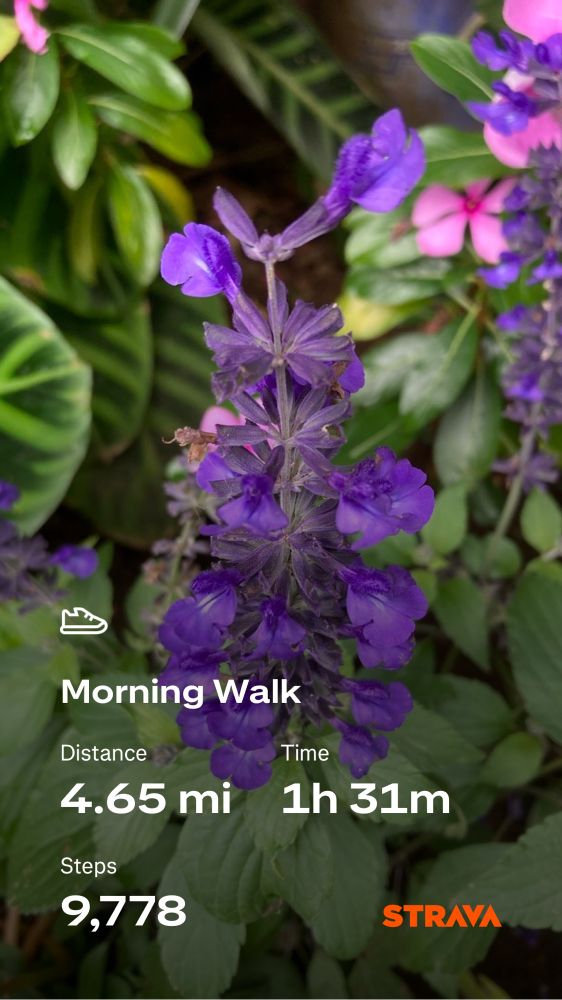 Purple flower with walking stats on top