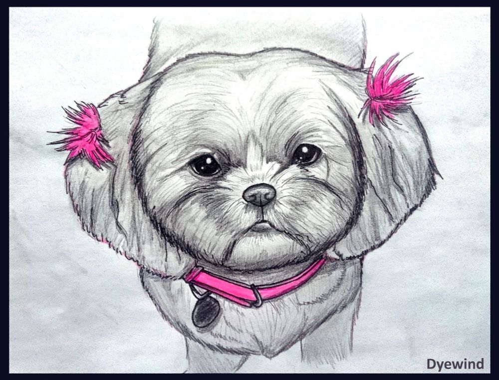 A shih tzu looking up at the camera with puppy eyes. She has pink pompoms on her ears and a pink collar.