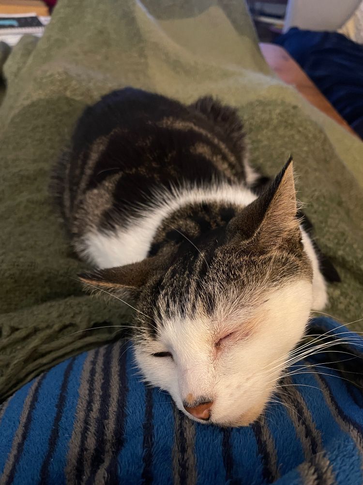 A cat on someone’s lap, her head nearest the camera, blissfully asleep.