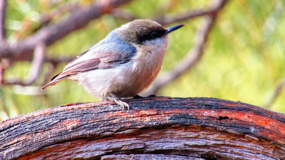 A Pygmy Nuthatch is a tiny songbird with a short, square tail, a relatively large, rounded head, no discernible neck, and a straight, sharp bill. Slate gray wings and bluish-gray back; rich brown cap ending in a sharp line through the eye. Underparts are whitish to pale buff. A backlit one is pictured here in profile on a curved Ponderosa Pine branch with the canopy in bokeh behind. 