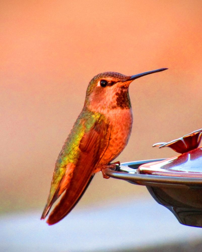 ...and when I turned around I found my Anna's female was watching the colors with me...