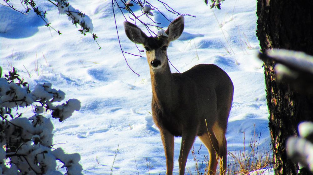 Staring contest with a backlit Mule Deer doe through a window in the snow-covered forest. 