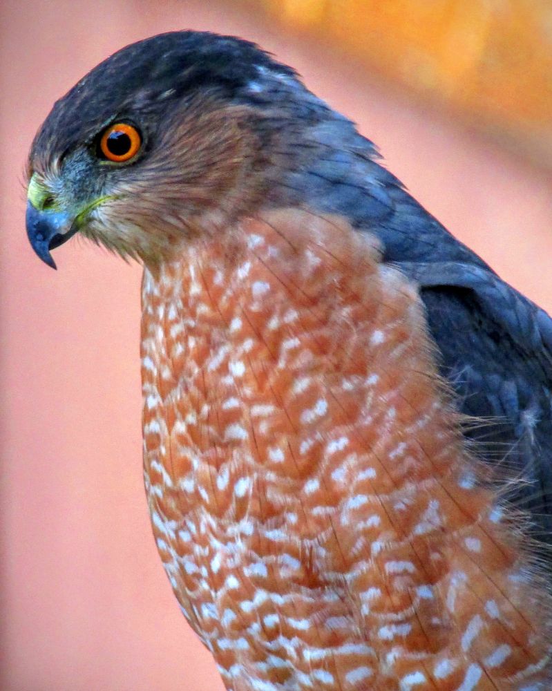 That time a younger male Cooper's Hawk with orange eyes showed up and parked it in my birding sweet spot. He just missed an Acorn Woodpecker, that I too was aiming at, resulting in a show for me and this close up profile for you. 