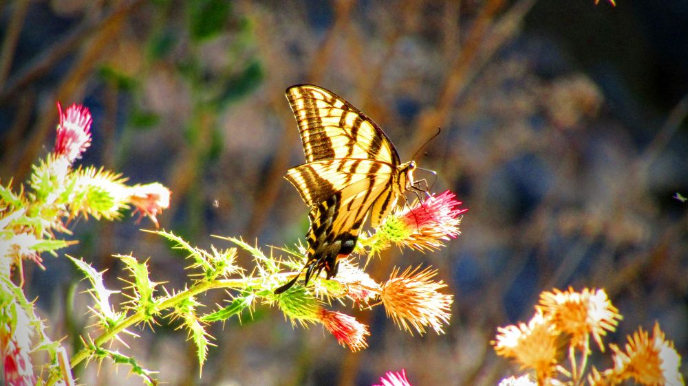 And another landscape because I liked the overexposed thistle and light in the butterfly's wings...