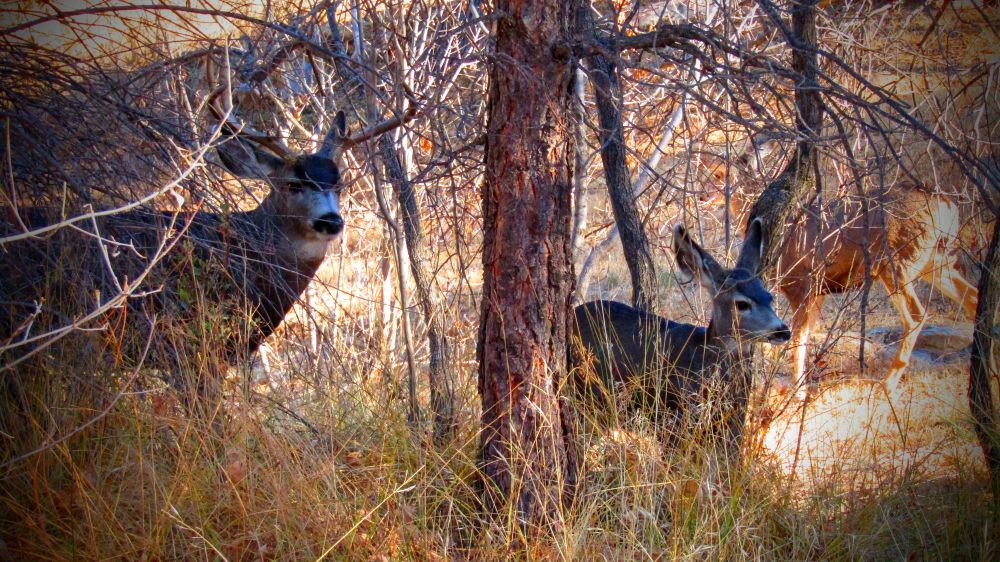 A Mule Deer buck stands protectively with his fawn in the thicket while eyeballing me warily.