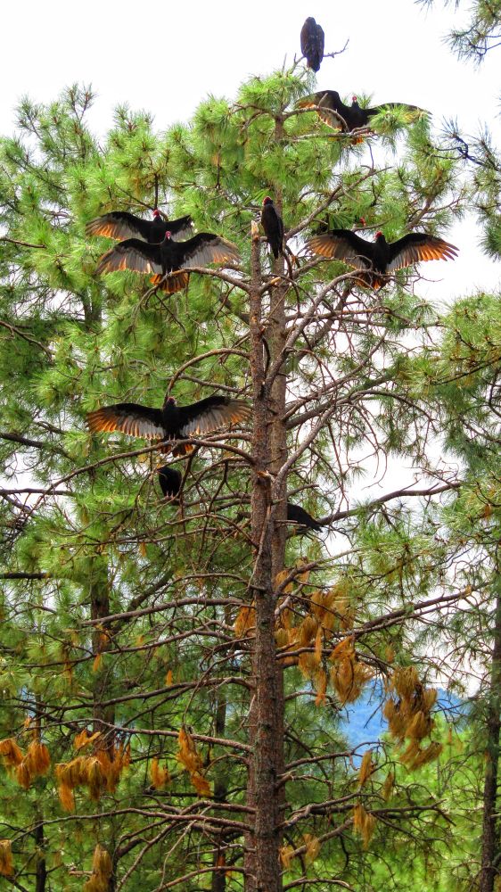 Turkey Vultures... are cool. They like to do horaltic poses at dawn, like vulture yoga, as demonstrated by this committee up in the pines. Zen birding.