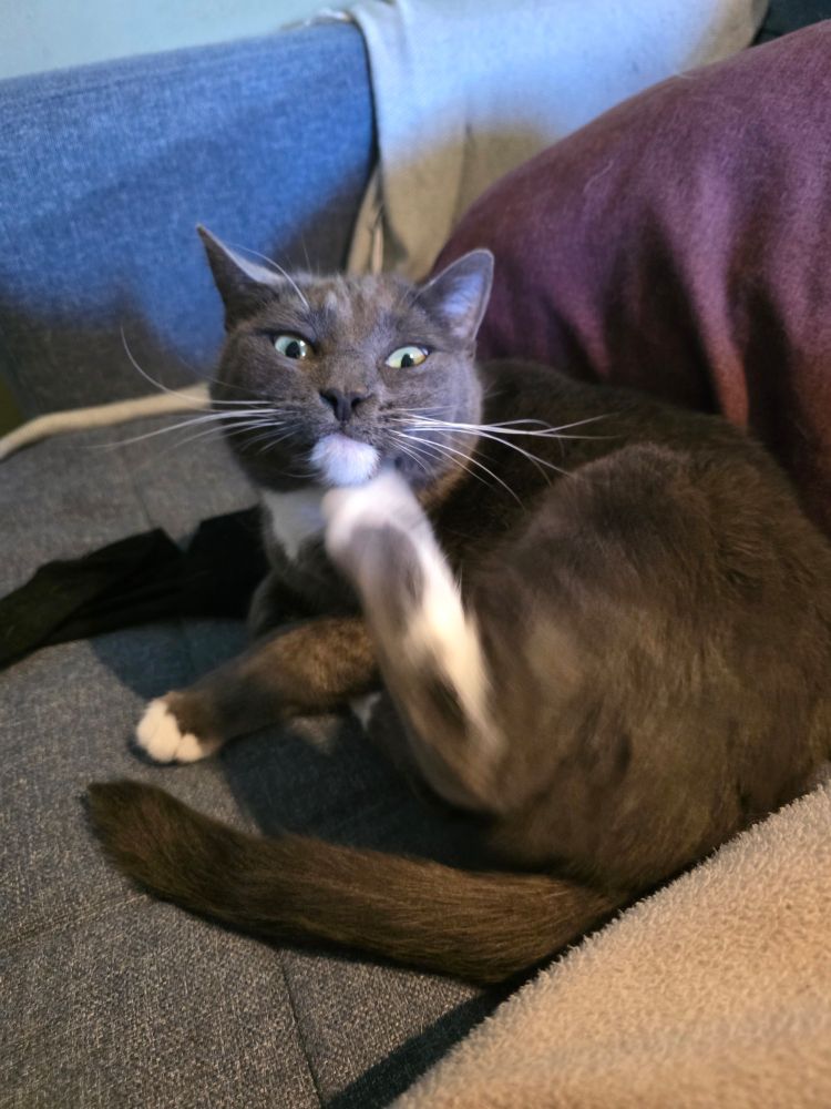 Bildet viser en grå og hvit katt. Hun ligger i en mørk blå sofa og klør seg med baksetene under haka. Bildet viser henne midt under klingende og hun har et litt desperat uttrykk i ansiktet.