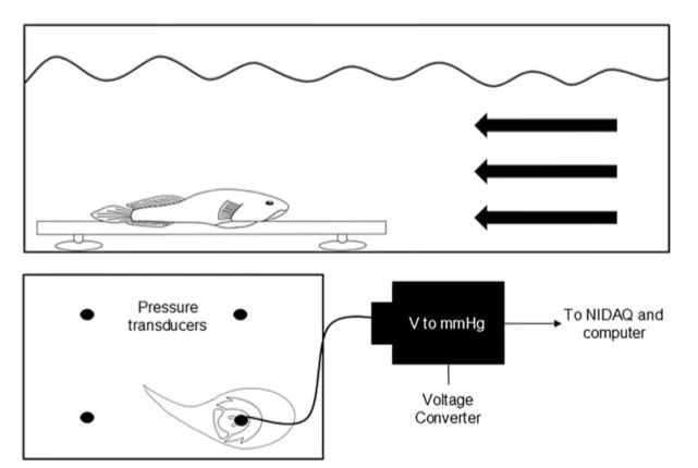 Schematic of how we measured live clingfish suction performance in a water tunnel with pressure transducers