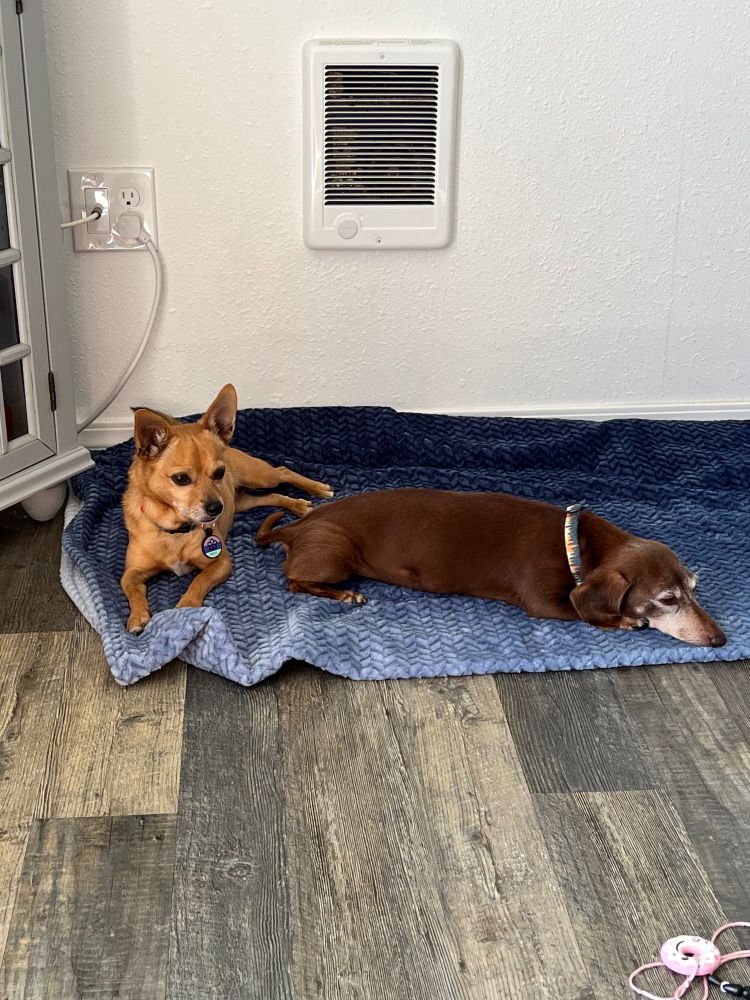 My dogs Bandit, a brown miniature dachshund, and Moxie, a tan chiweenie (but mostly chihuahua), sleeping on rug.