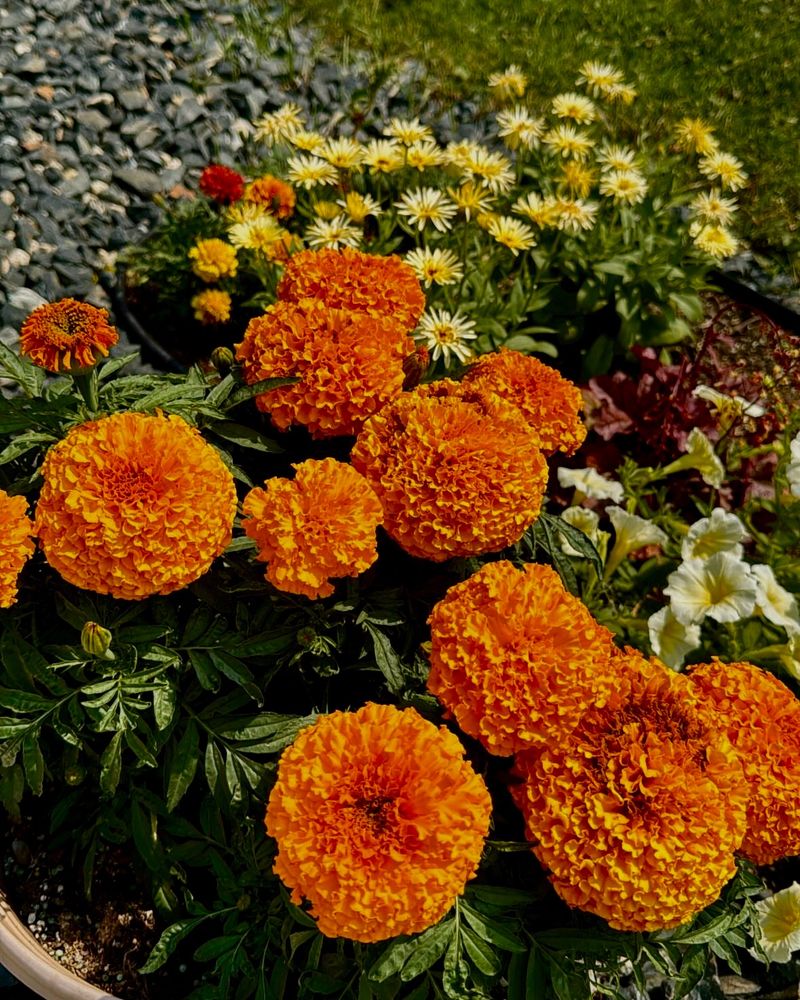 Big Duck Orange African Marigold, Bon Bon Calendula, Yellow Easy Wave Petunia, Strawberry Blonde French Marigold, and Northern Exposure Heuchera.