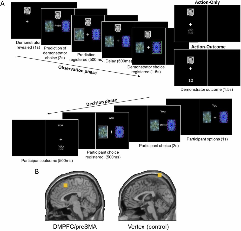 Causal involvement of dorsomedial prefrontal cortex in learning the predictability of observable actions