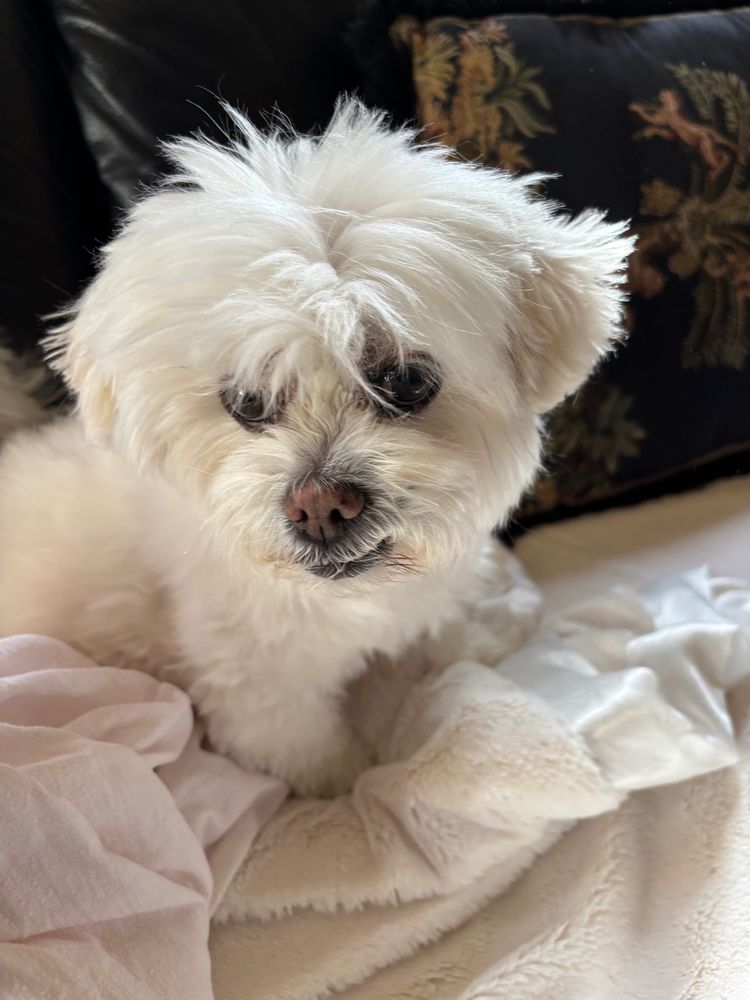 Fluffy 11-pound dog, named Maggie.