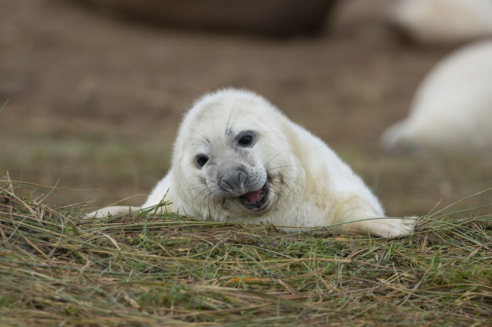 Seal pup at Donna Nook, Lincs.