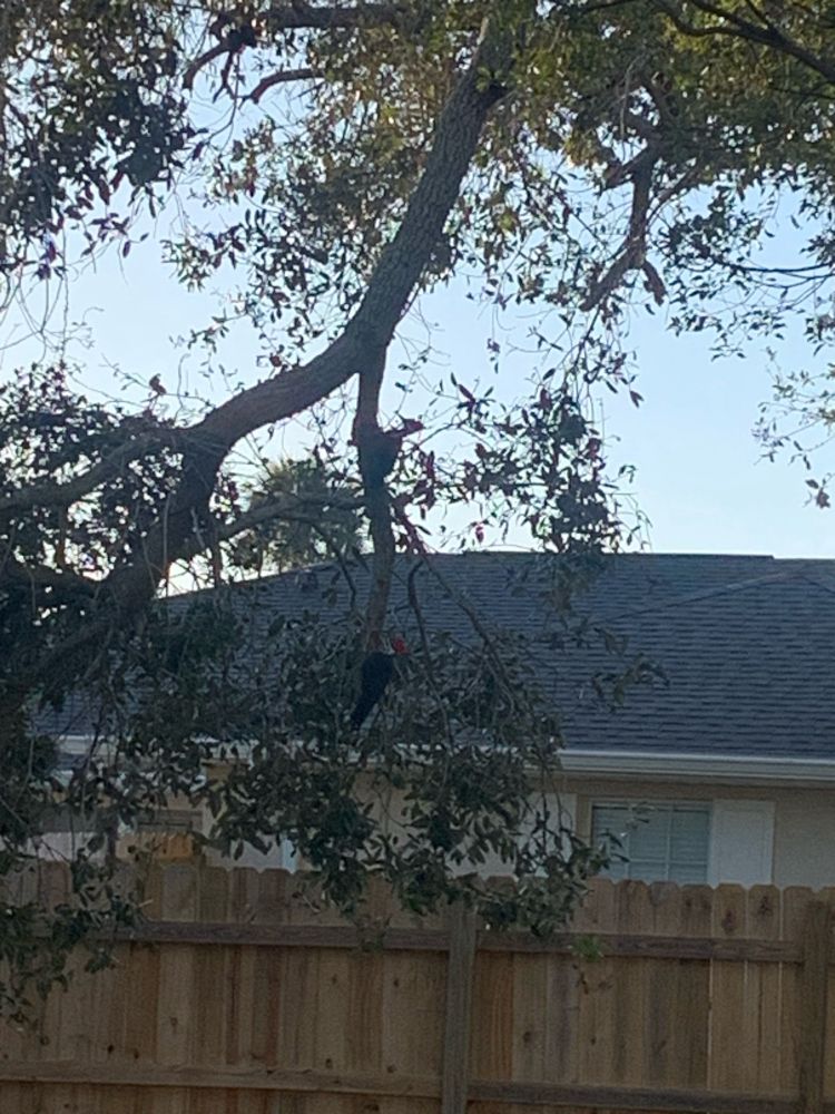 Two woodpeckers in a tree