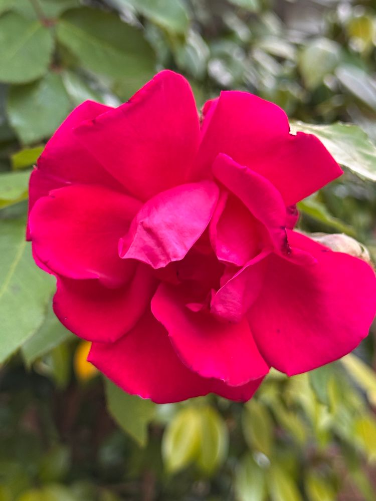 Fragrant red rose new bloom