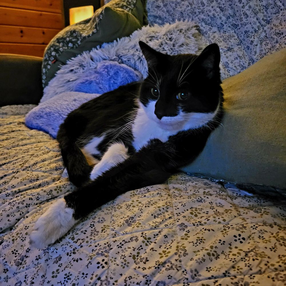 Photograph of a tuxedo cat lying between the pillows on the sofa. Green, white and blue colours from the blanket and pillows.