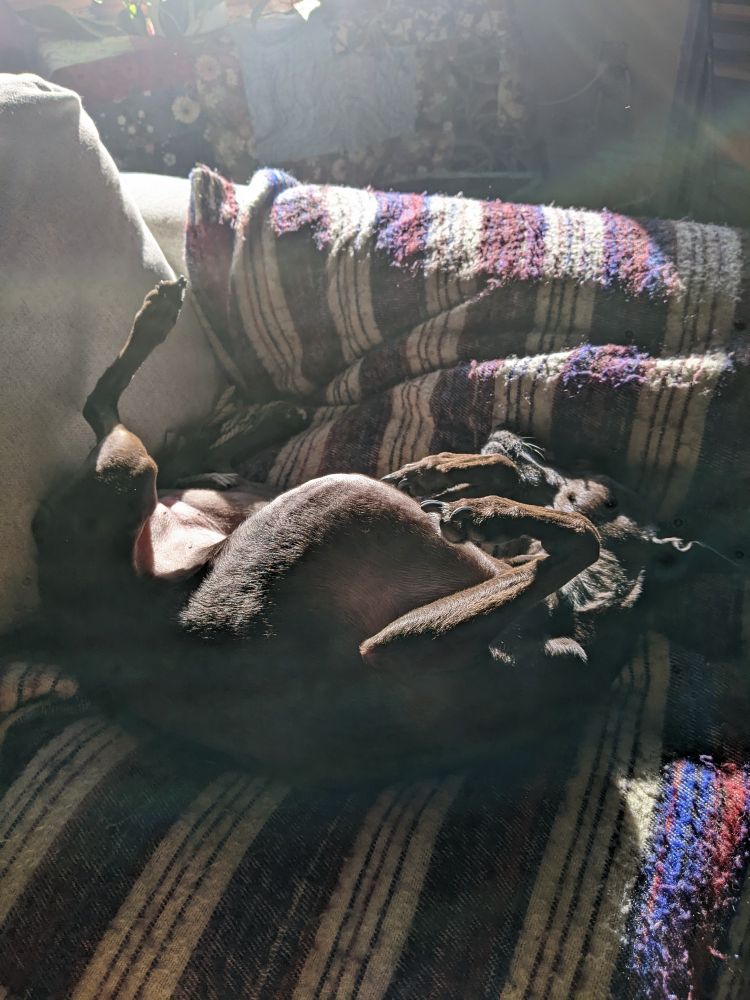 Small dog on its back in the sunbeam