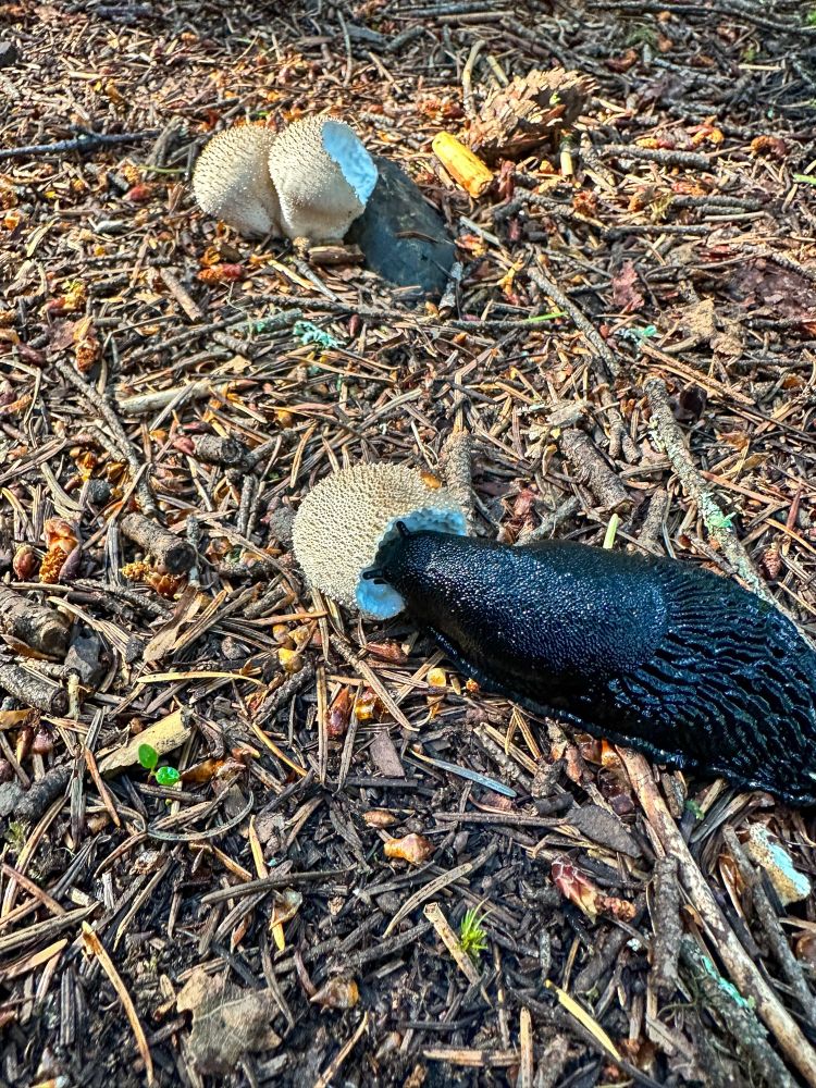 A big black slug has eaten its way inside a puffball mushroom.
