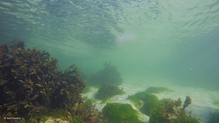 An underwater photo showing the seabed. The surface of the water is visible to the top of the photo while below is the sandy seabed scattered with fronds of dense brown seaweed and rocks covered in green seaweed.
Photo taken by Noel Hawkins.
