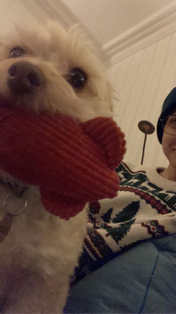 Tiny dog, mix breed, with a toy octopus stuffed in her mouth, staring into the camera while getting scritches from Beck, who is wearing a Christmas jumper 