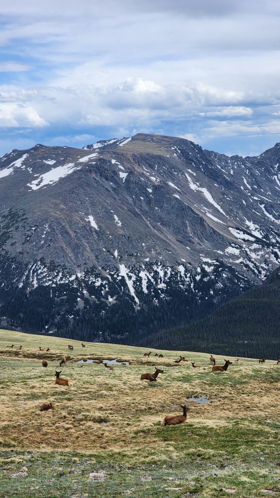 A beautiful mountain vista. In the backgound is a cloudy sky behind a mountain peak. In the foreground is are several brown elk walking and laying around small ponds and grass.