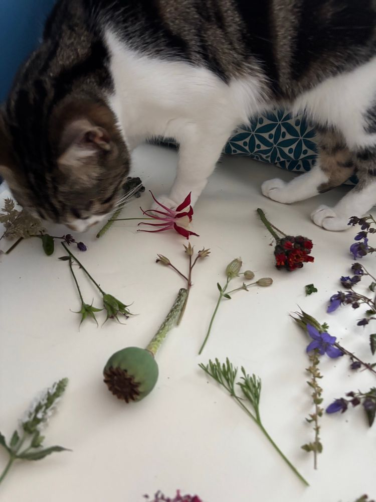 Splodgy cat standing on paper with plant samples. 