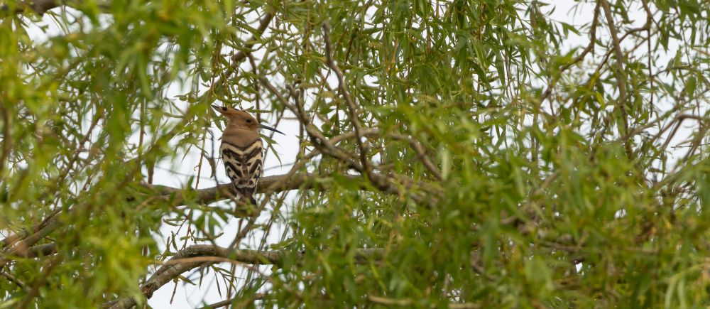 Hoopoe in a Willow tree