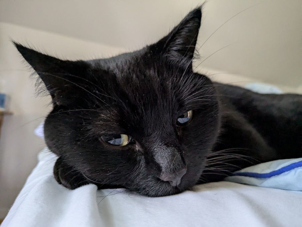 a sleepy black cat
