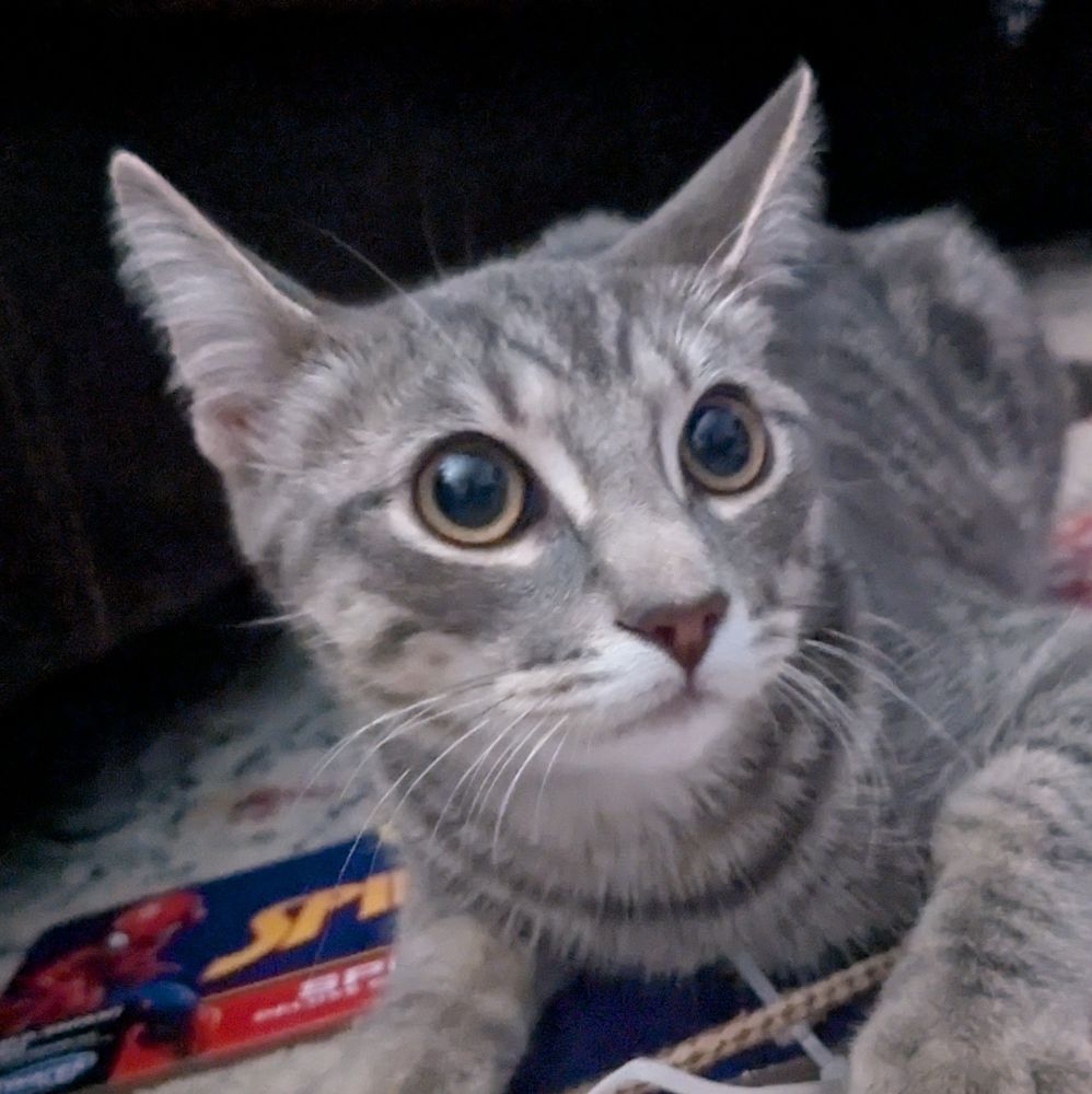 another photo of the white and grey cat in the original post
