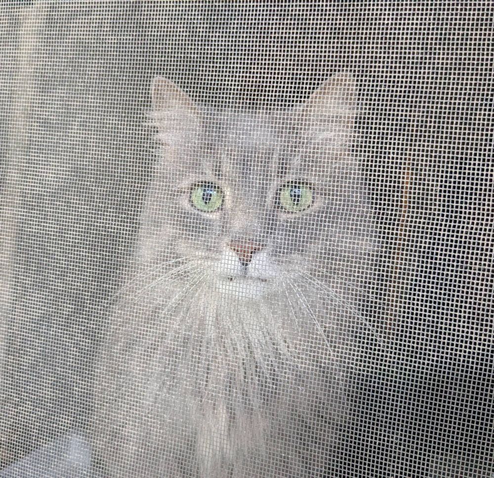 a grey and white cat behind a window screen
