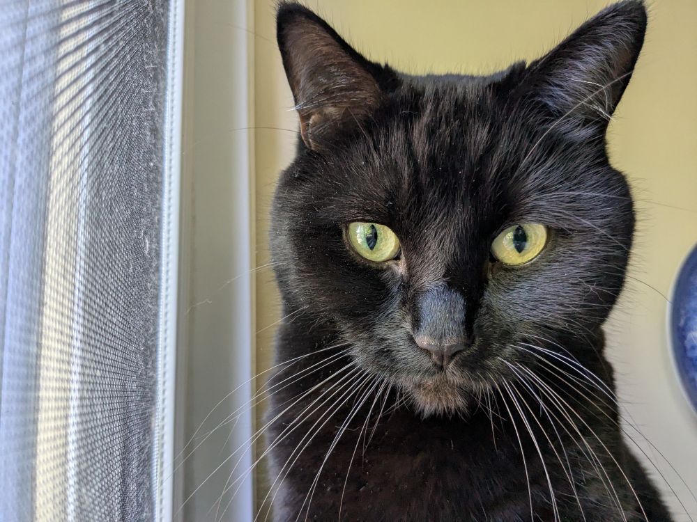 pepper the cat 