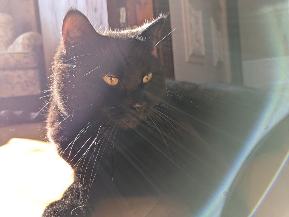 a black cat, Pepper, lit from behind by the bright sun