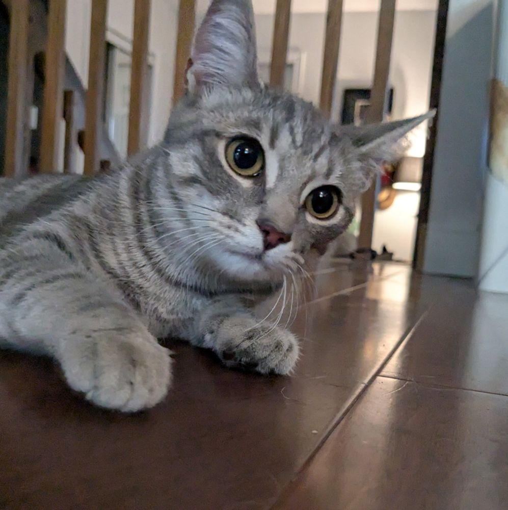 Evie the cat, a white and gray kitten 