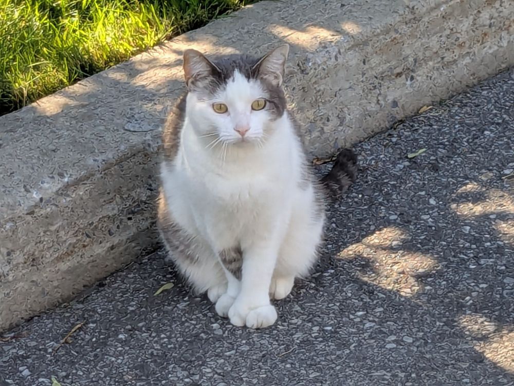 a white and gray and brown cat with polydactyly