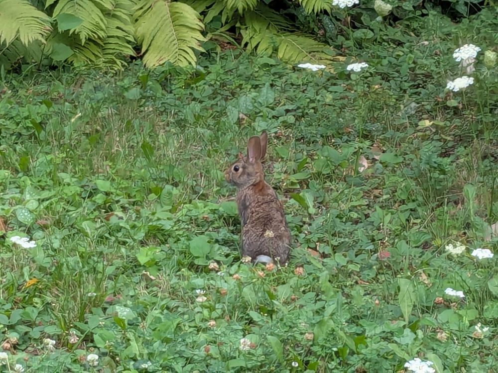 a juvenile bunny in some greenery