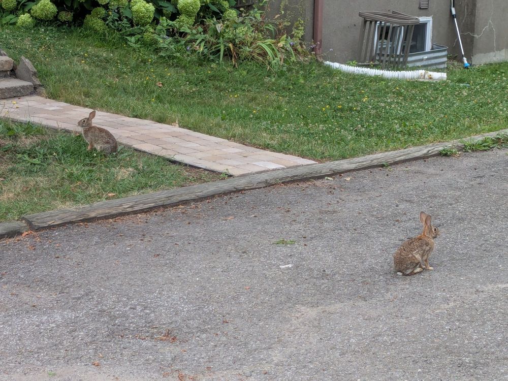 two adult bunnies facing away from each other. one on a lawn, one on the street