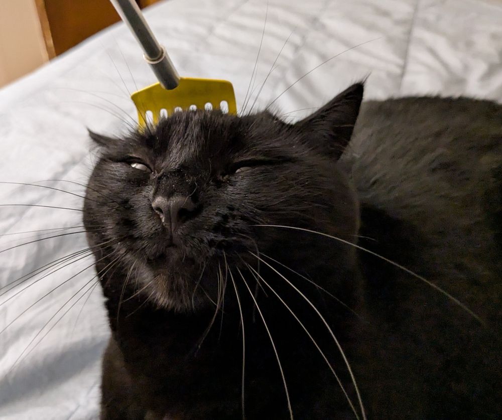 a black cat being scratched on the head by an extendable back scratcher