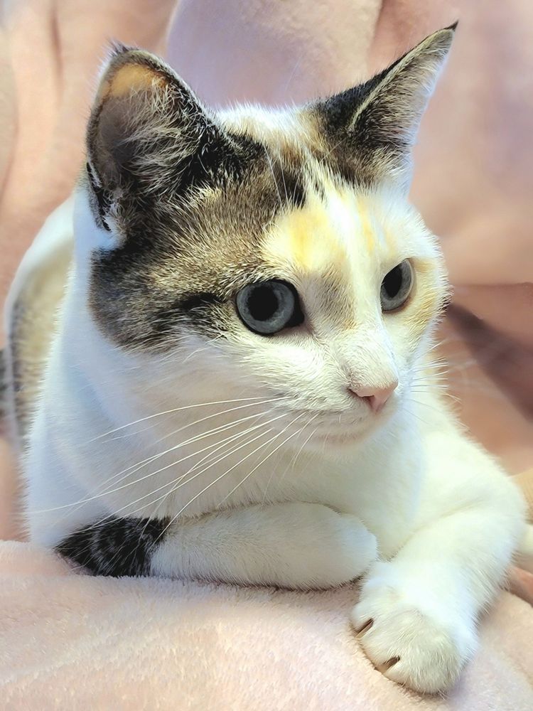 A Snowshoe Cat, white with black, gray and tan markings, blue eyes, sitting on a pink blanket hoodie.