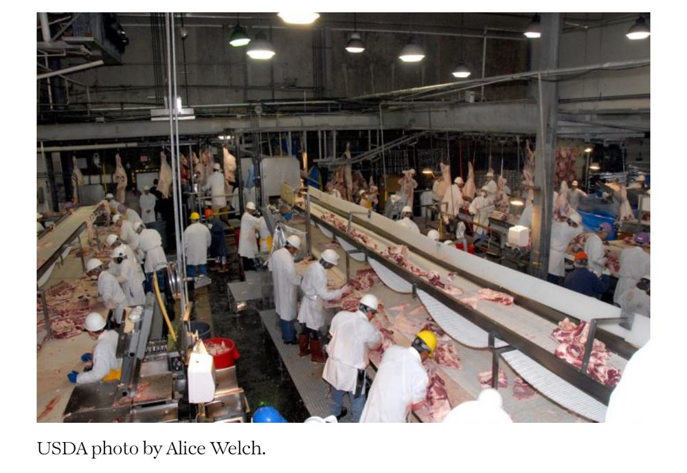 Workers working the line at a meat processing plant 