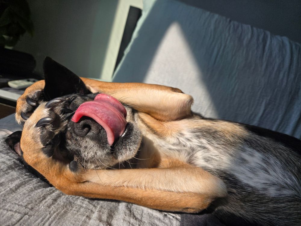 Picture of freyja, my dog, covering her face and licking it. The sun is shining on her. She is adorable.