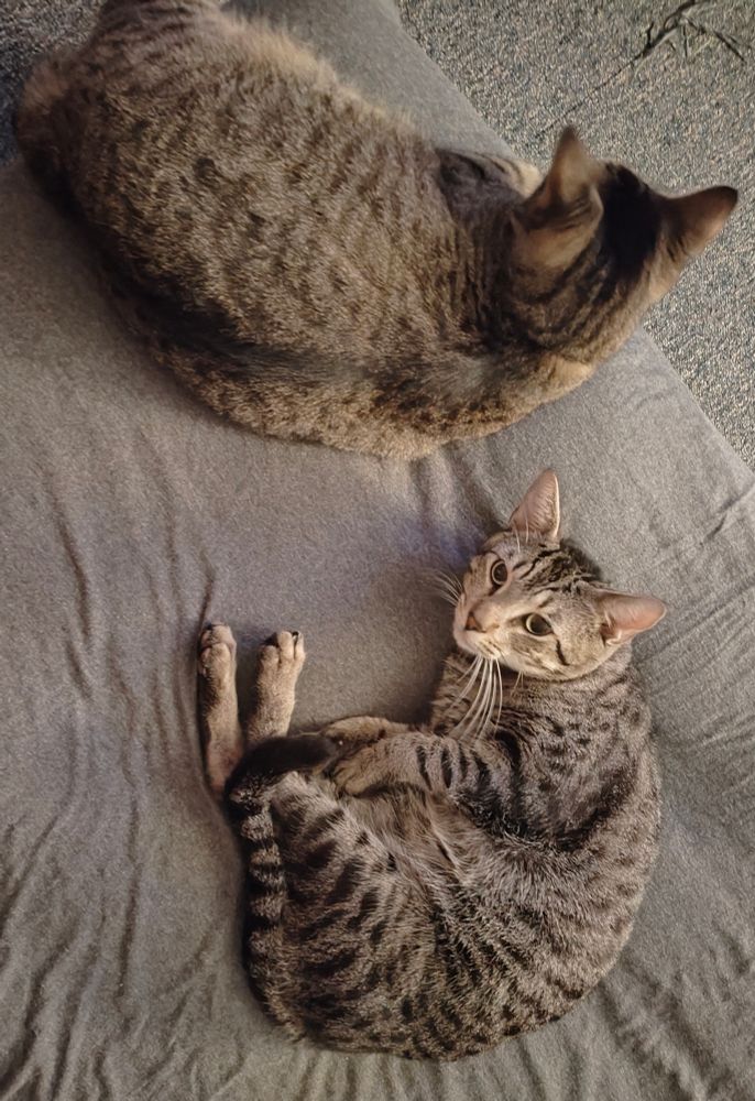 Lokita & Timtam (facing)