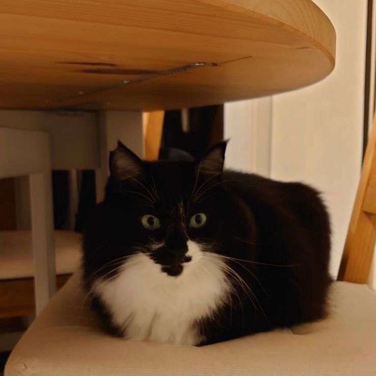 四角い黒白猫、長方形