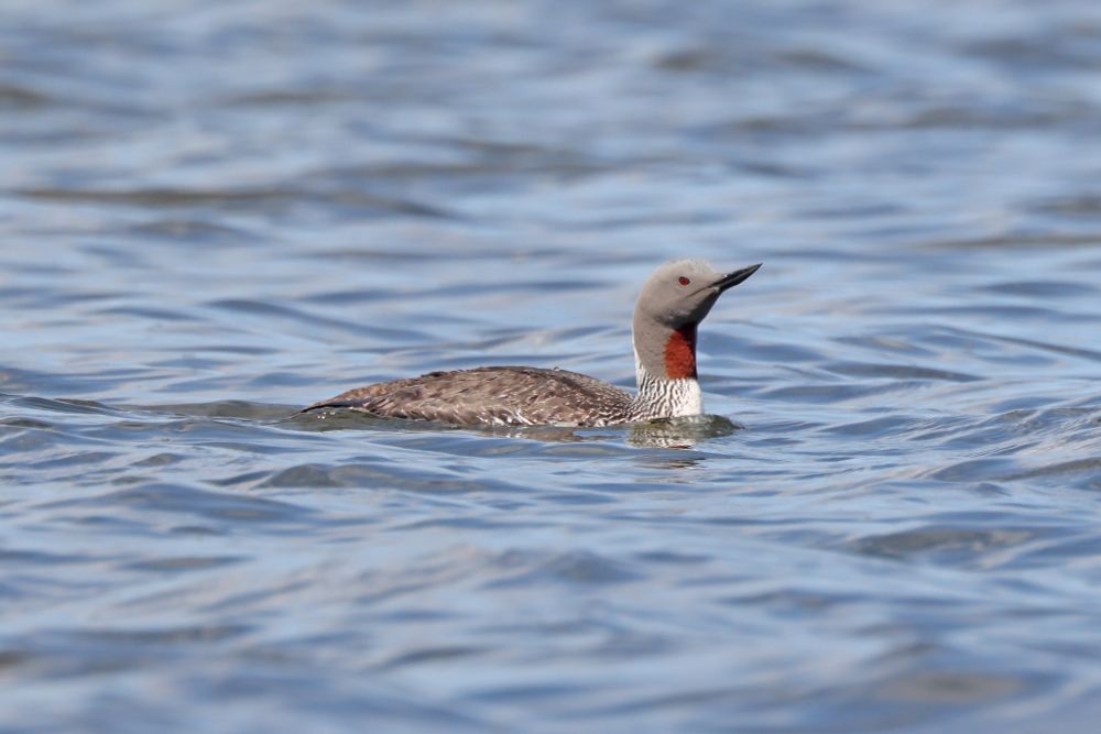 Red-throated Diver (Gavia stellata)