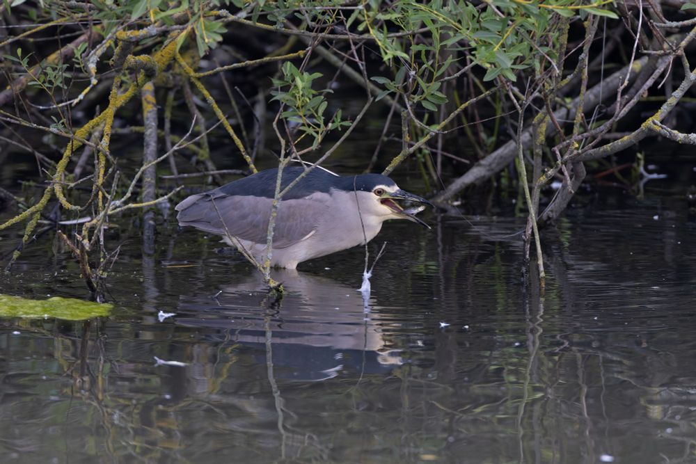Black-crowned Night Heron (Nycticorax nycticorax)